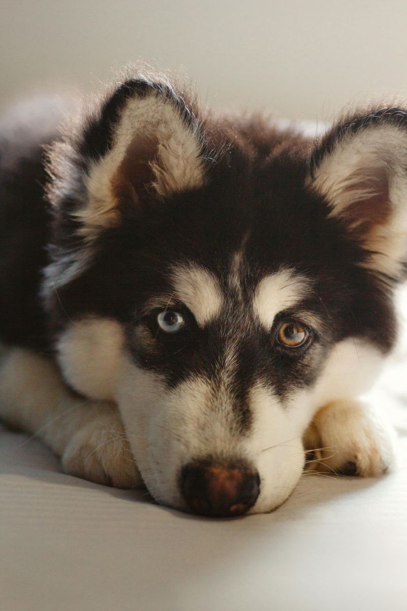 Siberian Husky