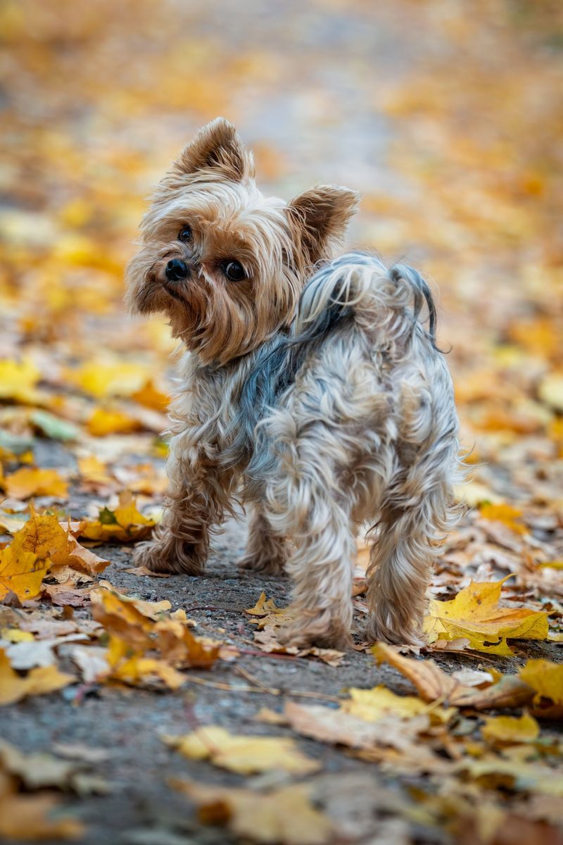 Small body, enormous presence - these toy dog breeds refuse to be treated like accessories 5 Yorkshire Terrier