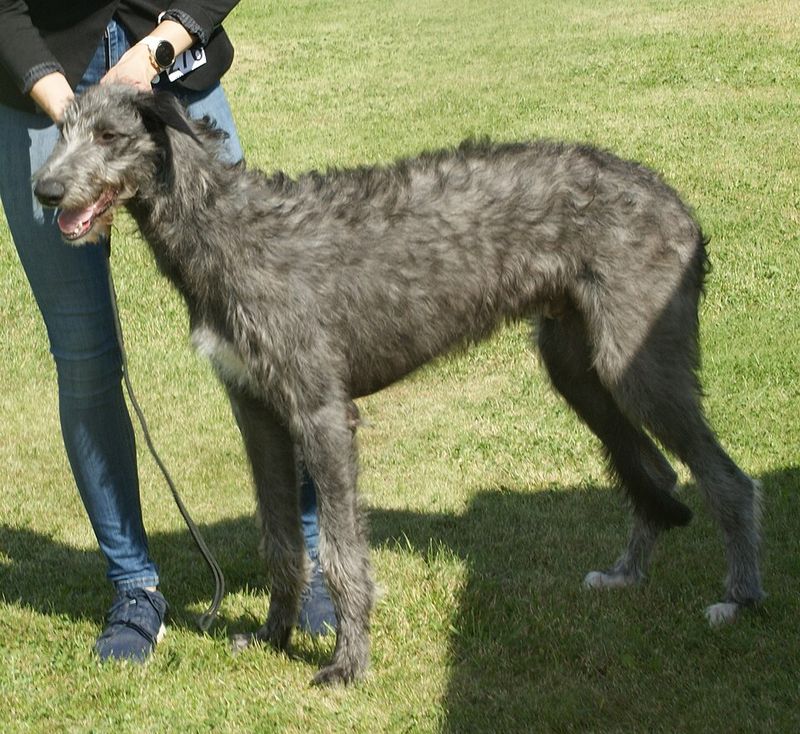 Scottish Deerhound