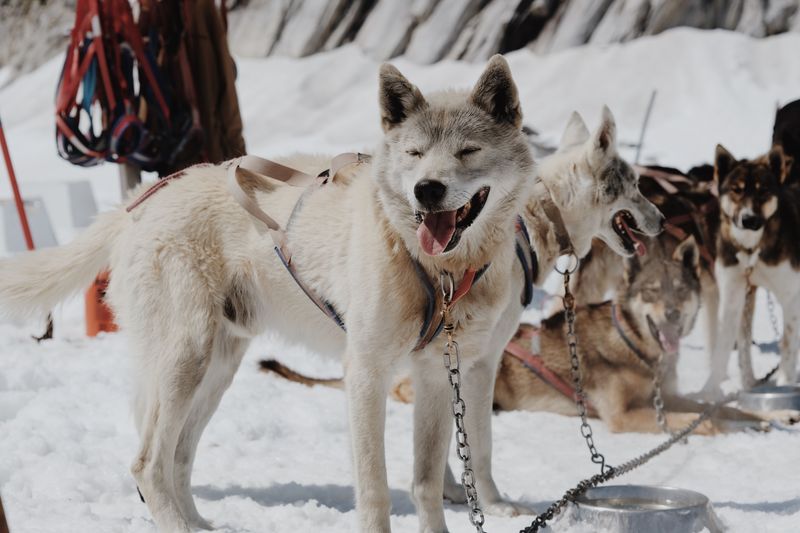12 dog breeds whose work has changed human lives - plus 2 quiet helpers that deserve a place in the story 9 Siberian Husky: Racing Against Time