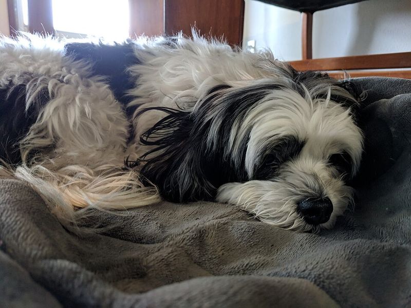 These 13 dog breeds would happily greet the mail carrier - These 2 would rather investigate first 9 Havanese