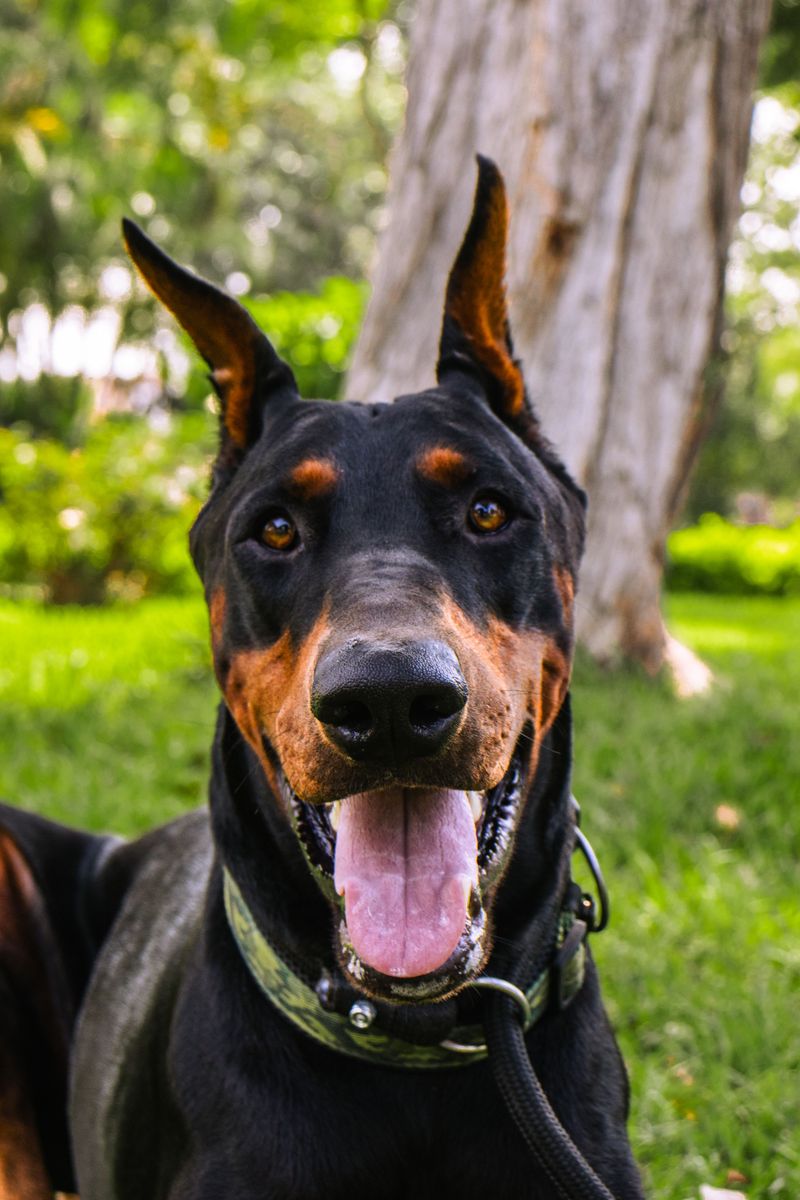 Some dog breeds naturally prefer going through everyday life right beside their people 4 Doberman Pinscher