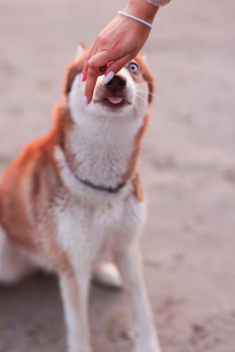 These 15 dog behavior mistakes are surprisingly common - even among knowledgeable owners 10 Accidentally rewarding barking