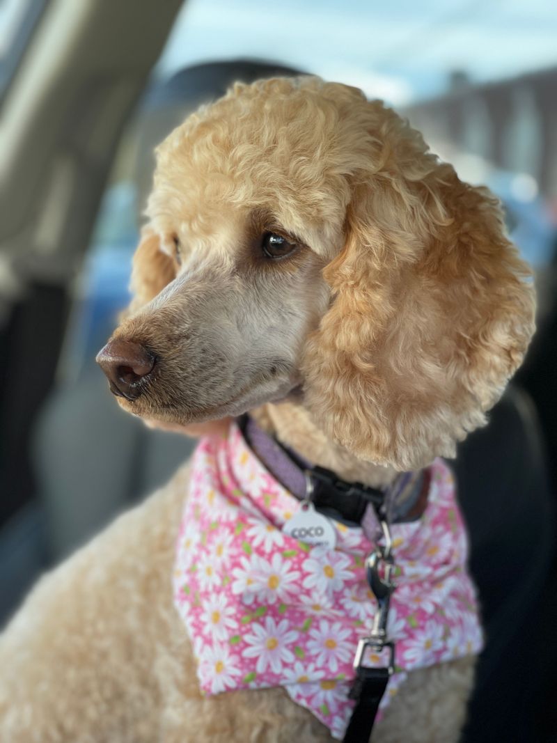 10 affectionate dog breeds that don't always need physical contact – plus 3 that show love in quieter ways 10 Standard Poodle