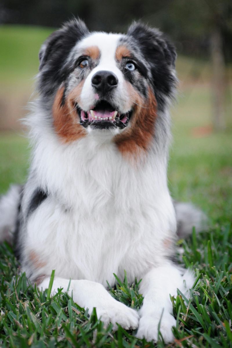 10 emotionally fragile dog breeds experts say absorb everything around them 8 Australian Shepherd
