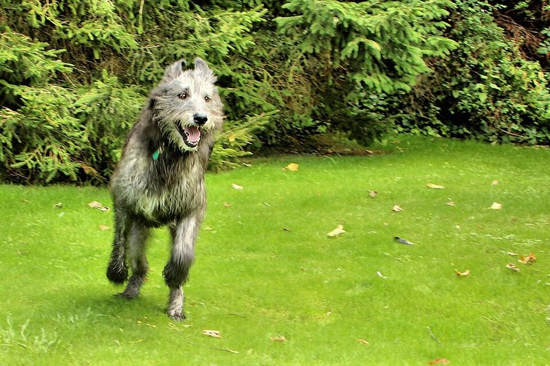 10 huge dogs that can become gentle family companions - when training, socialization and individual temperament line up 6 Irish Wolfhound