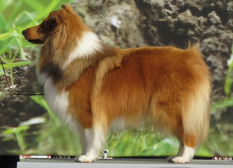 10 intelligent dog breeds that thrive on learning and problem-solving 10 Shetland Sheepdog