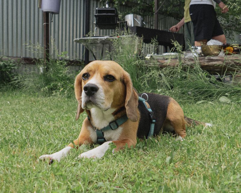 Some dog breeds recover quickly because resilience is simply part of who they are 8 Beagle