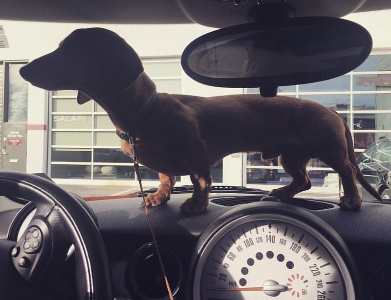 13 dog breeds that often struggle with car rides - plus 3 that absolutely love road trips 9 Dachshund