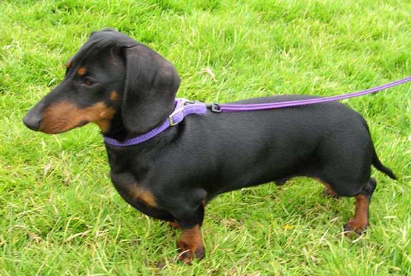 Some breeds explode online and disappear - These longtime favorites keep finding new homes 4 Dachshund