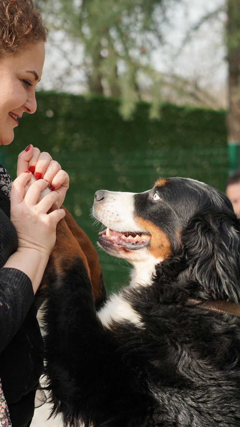 Long after puppyhood ends, these 13 dog breeds continue deepening the bond 4 Bernese Mountain Dog