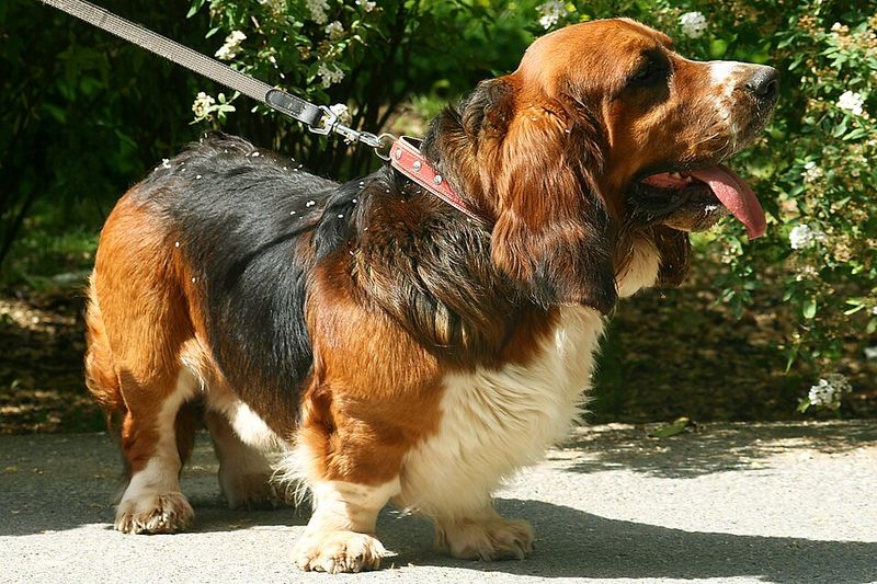 Basset Hound
