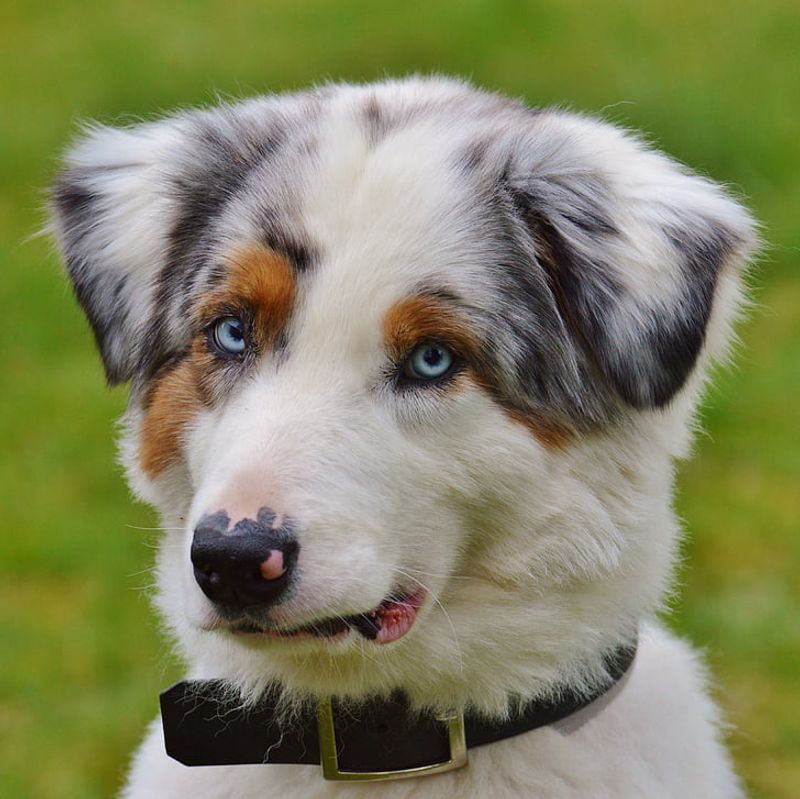26 Kind-Hearted Dog Breeds That Welcome Everyone with a Wagging Tail 24 Australian Shepherd