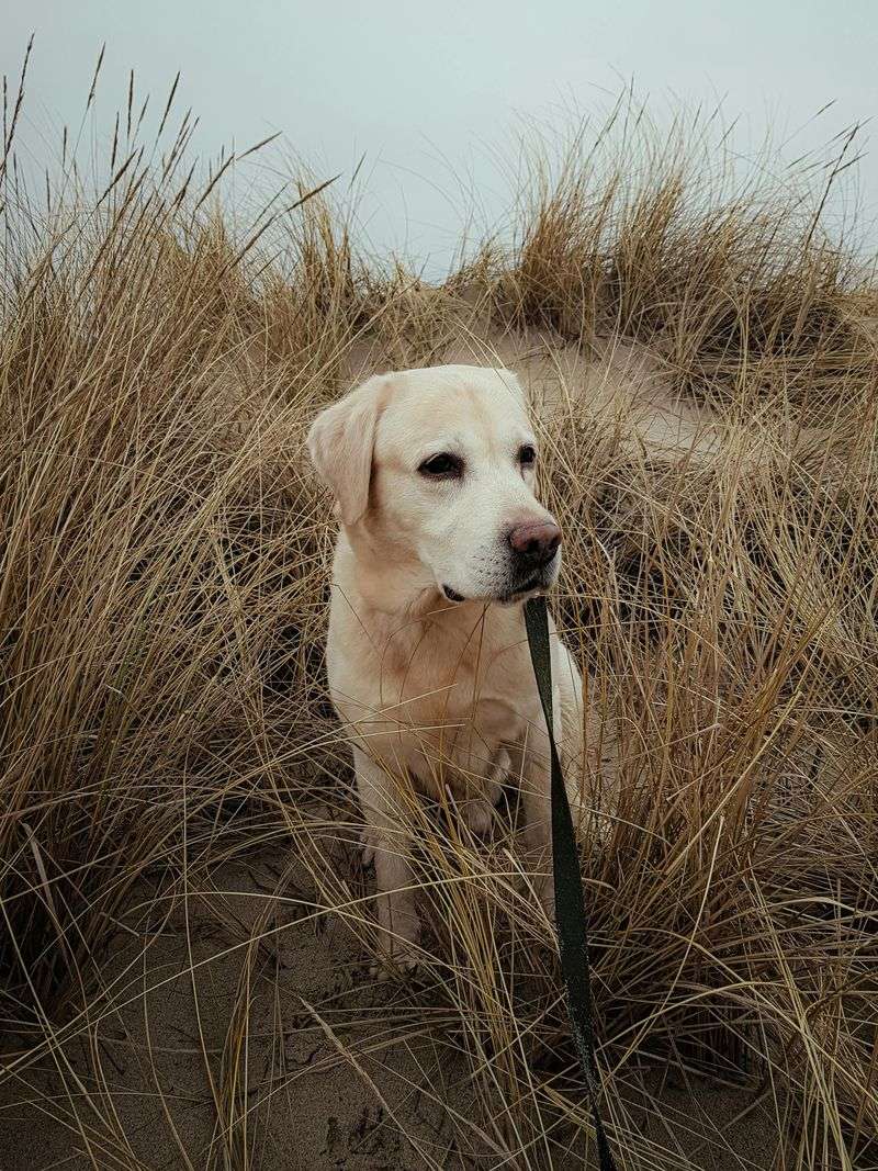 9 bold dog breeds that would follow you anywhere - plus 4 that answer only to themselves 6 Labrador Retriever