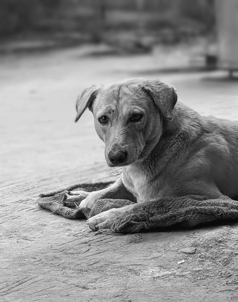 Revisit Places Your Dog Likes to Go