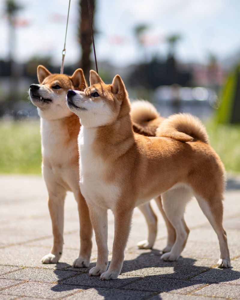 Once these 13 dog breeds choose their favorite person, everyone else becomes second best 3 Shiba Inu