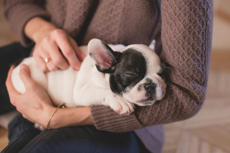 27 Dog Breeds That Prefer People Over Other Dogs 5 French Bulldog