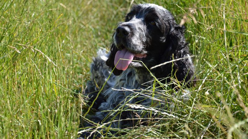 Before choosing one of these breeds, think seriously about how often your house will be empty 3 English Cocker Spaniel
