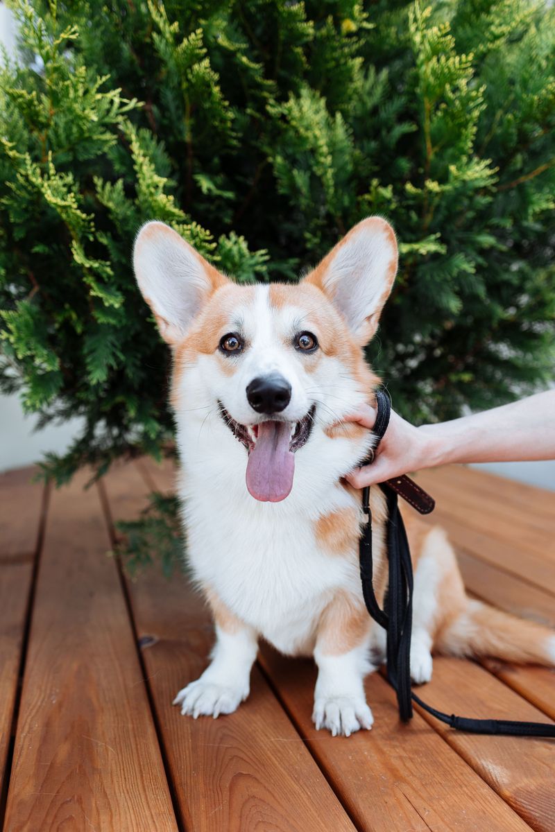 If you love spoiling your dog, these breeds will teach you the value of moderation 11 Pembroke Welsh Corgi