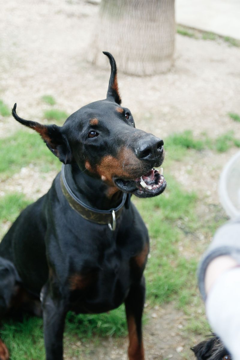 10 powerful dogs with impressive physical abilities - plus 2 that prefer a slower pace 4 Doberman Pinscher: Speed in a Sleek Coat