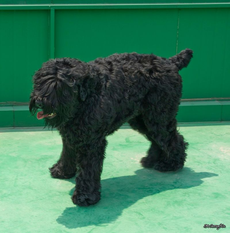 Black Russian Terrier