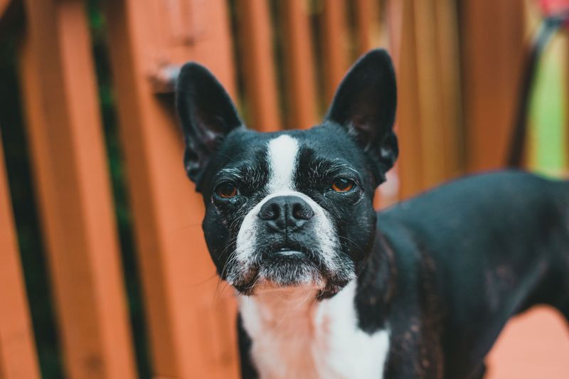 11 dog breeds that stay young at heart - plus 3 that settle into a slower rhythm early 7 Boston Terrier