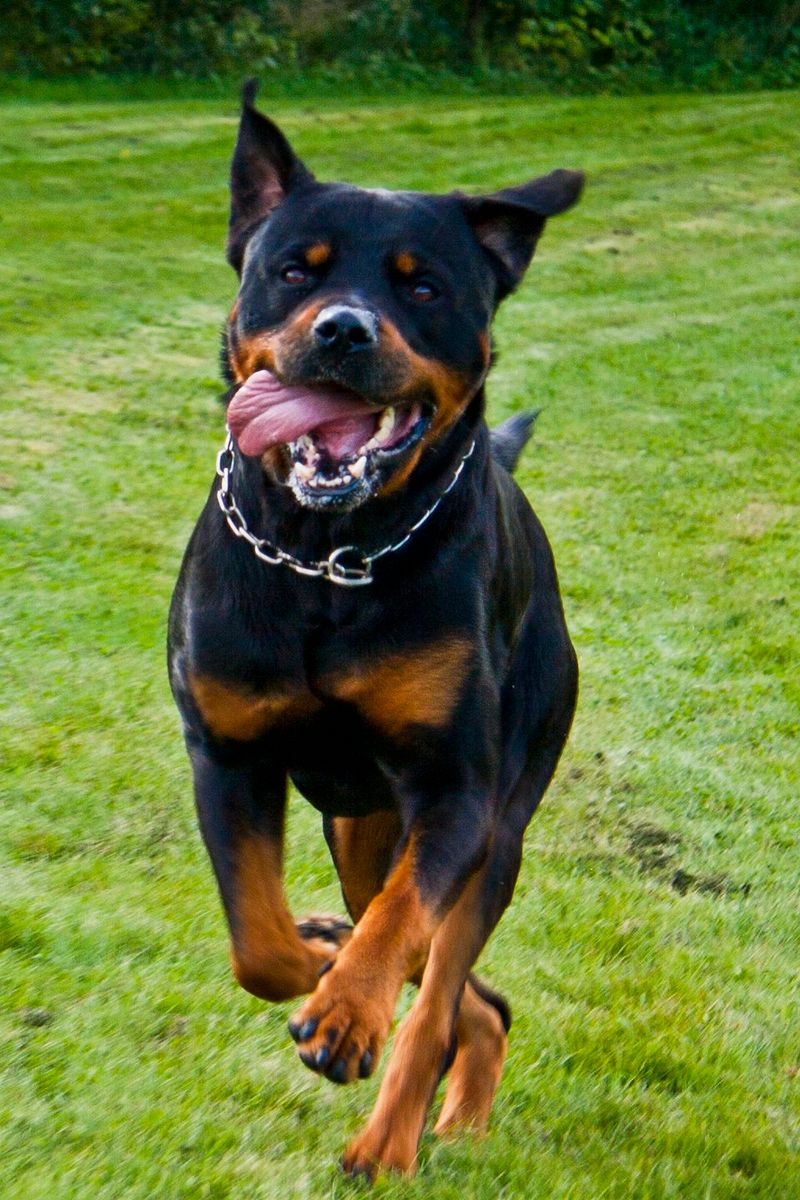 Rottweiler