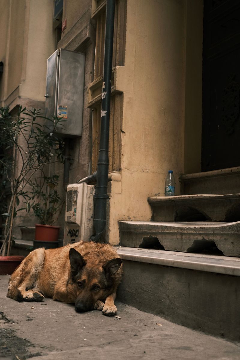 Dogs who dig up the yard are usually trying to tell you one of these 9 things 6 I do not like being alone