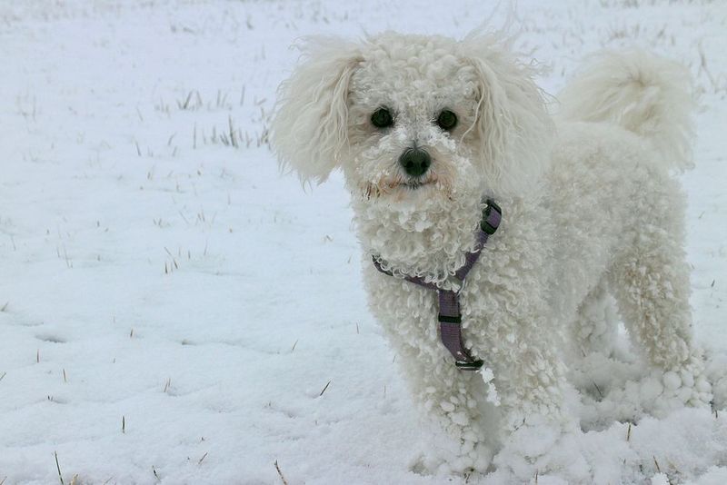 25 Dog Breeds That Need Extra Care in Cold Weather 15 Bichon Frise