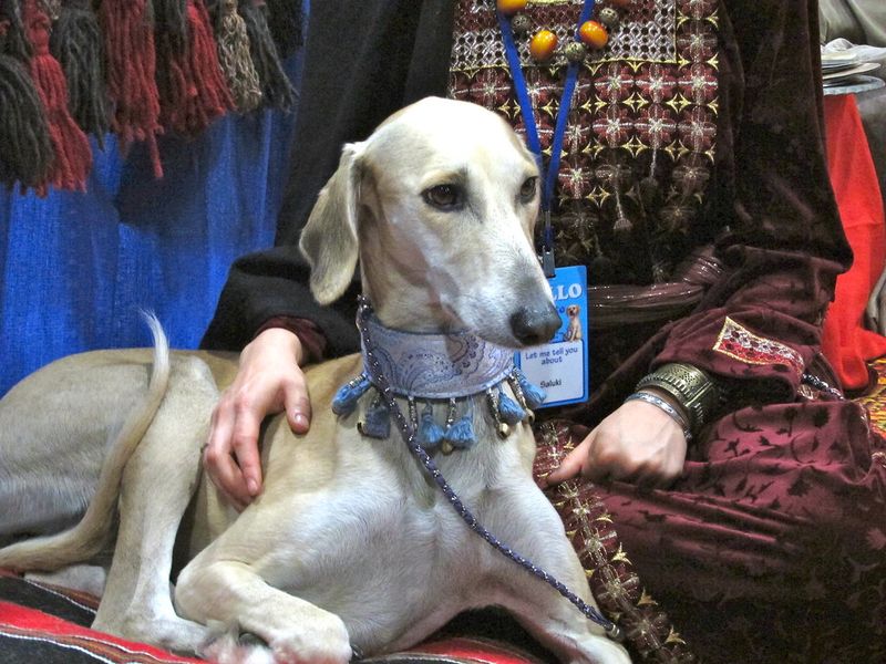 Saluki