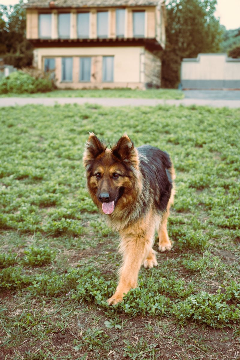 A full bowl and a long walk can solve a lot - Just not everything these dogs need 5 German Shepherd - structure builds confidence