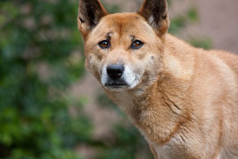 New Guinea Singing Dog
