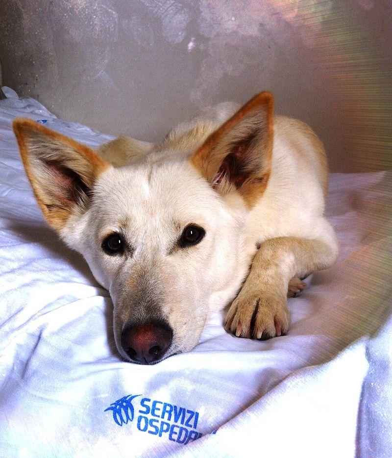 Canaan Dog