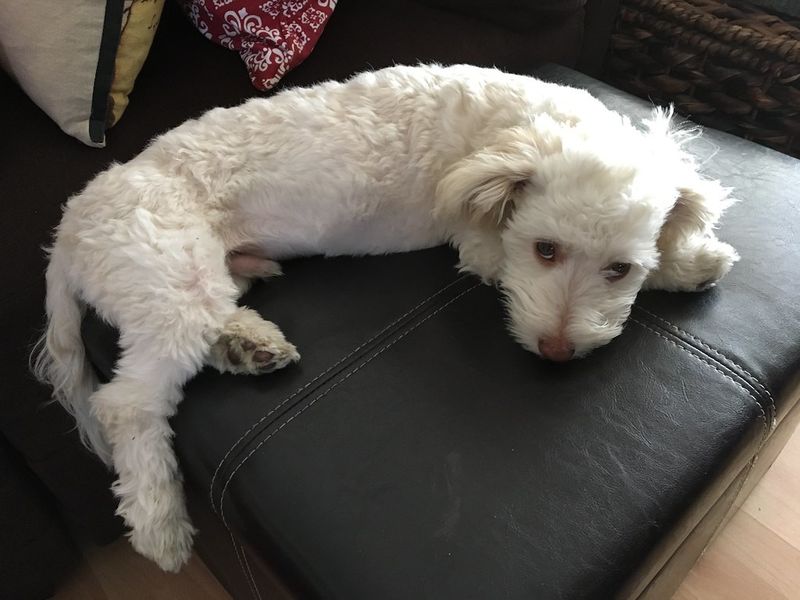 25 Popular Doodle Dog Breeds Gaining Attention in 2025 26 Havapoo