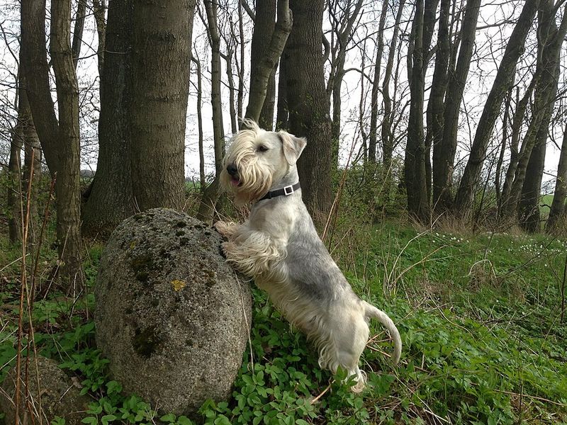 10 famous dogs that started as mixes and became legends 10 Cesky Terrier