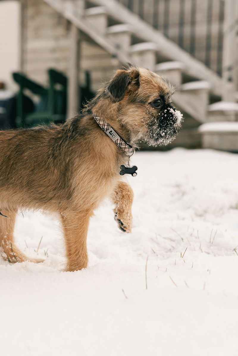 Border Terrier