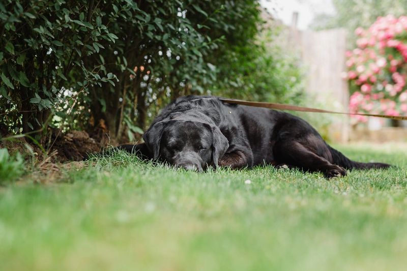 Where Outdoor Dogs Prefer to Sleep: 19 Safe and Cozy Options 9 In Shaded Areas of the Yard
