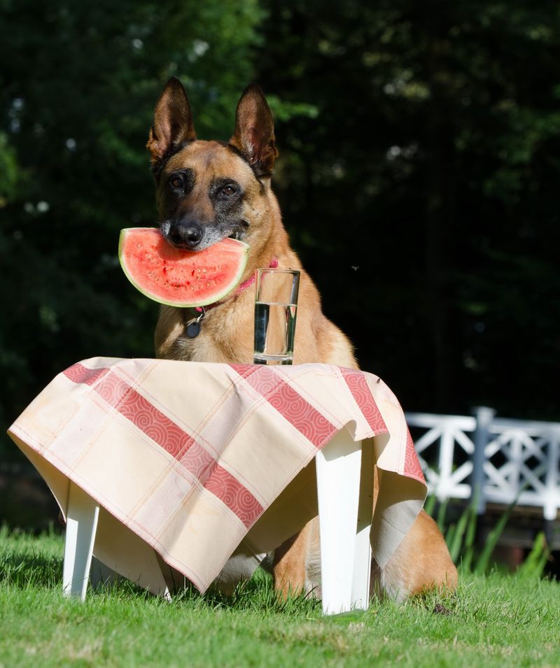 Belgian Malinois