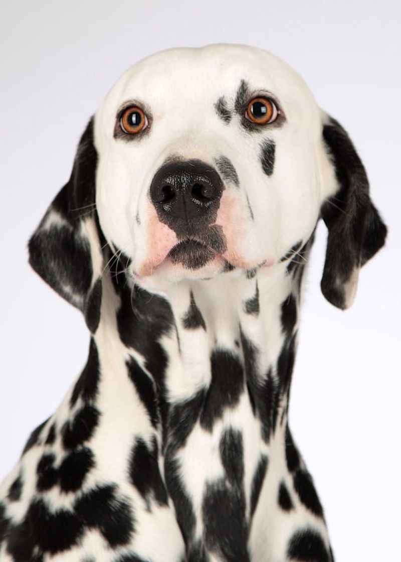 Dalmatian