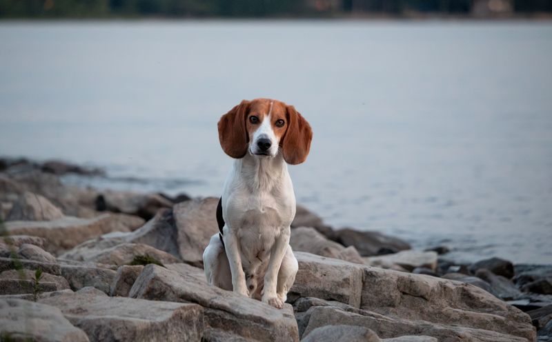 Some companions recover so naturally from change that owners barely notice it happened 7 Beagle