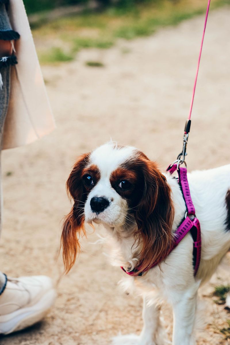 Cavalier King Charles Spaniel
