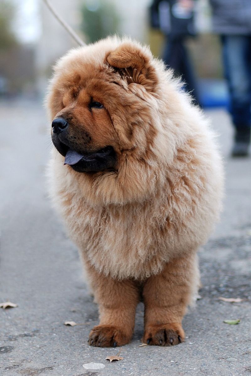 10 dog breeds that prefer a smaller social world - plus 3 that enjoy a house full of activity 4 Chow Chow