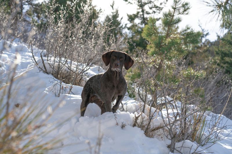 German Shorthaired Pointer