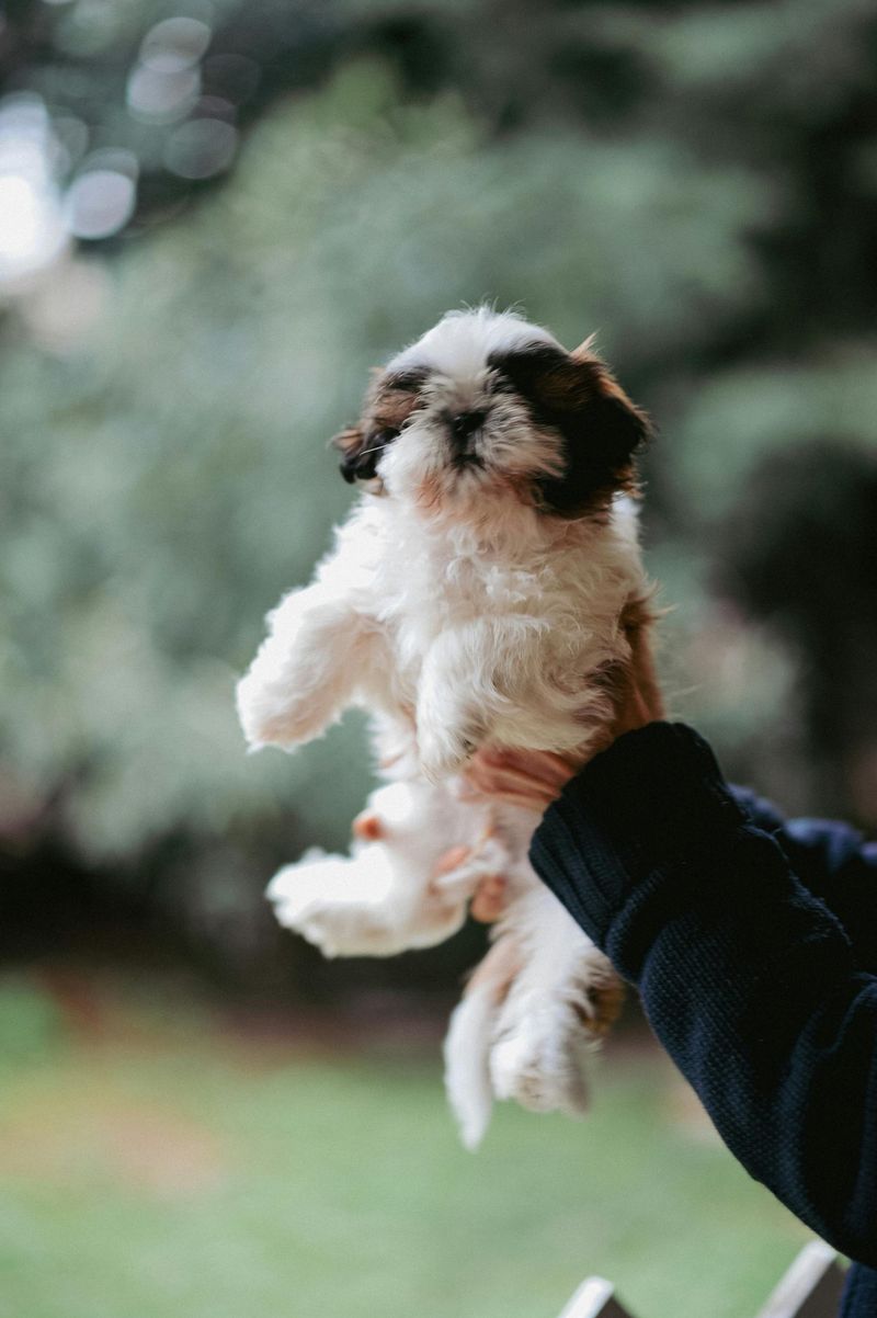 Shih Tzu
