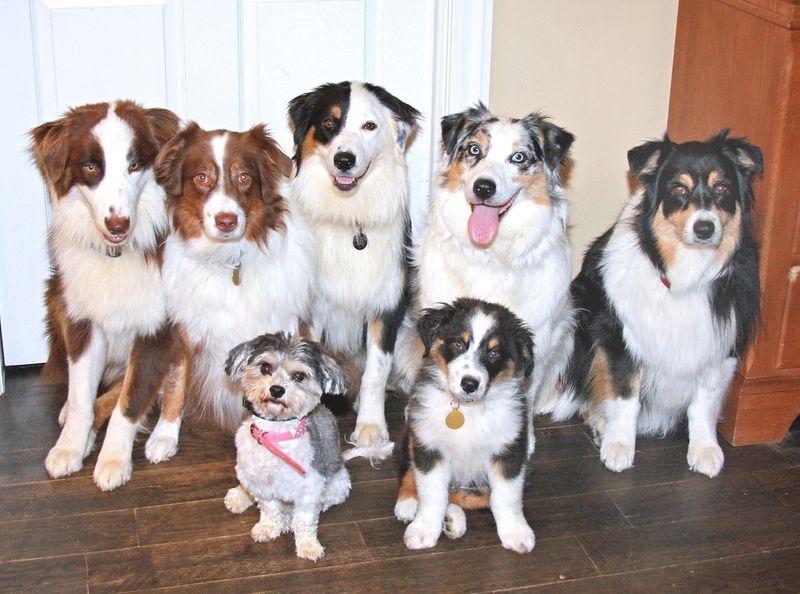Australian Shepherd