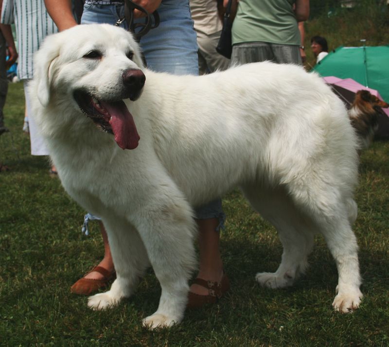 24 Dog Breeds Rapidly Rising in Popularity in 2025 21 Polish Tatra Sheepdog