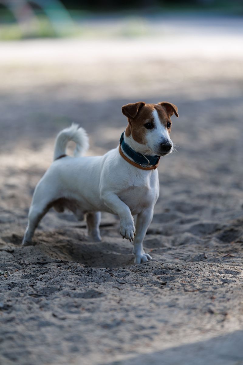 Jack Russell Terrier