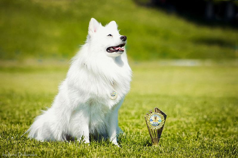 Japanese Spitz