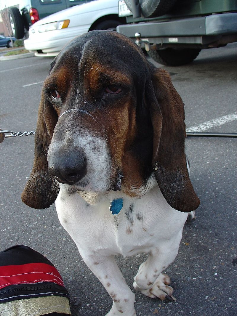 25 Dog Breeds Known for Their Independent or Stubborn Nature 10 Basset Hound