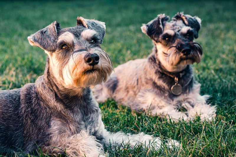 Your sofa doesn't need to grow a second coat every week - These dogs tend to shed less 3 Miniature Schnauzer